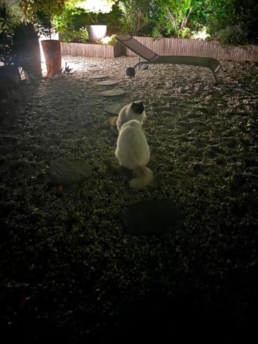 a cat sitting on the ground in a yard at Chambre d'Hôtes Etchebri in Anglet