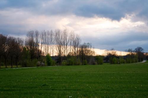 a field of green grass with trees in the background at B&B Maarle in Poppel