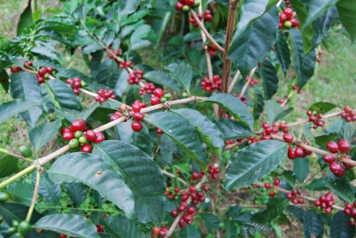 a bunch of red berries on a tree with green leaves at Las Mercedes Finca Cafetera in Cumaca