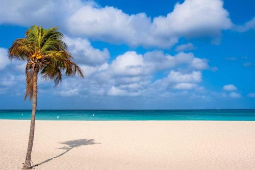 a palm tree on a beach with the ocean at Beachfront- Eagle Beach- Top View 1BR condo - P514 in Palm-Eagle Beach