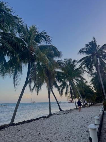 a group of palm trees on a sandy beach at Silver Sand, Placencia in Placencia Village