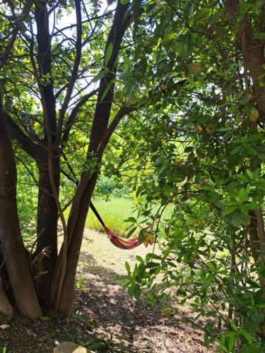 a red hose hanging from a tree in a forest at B&B Le Scintille in San Ginesio