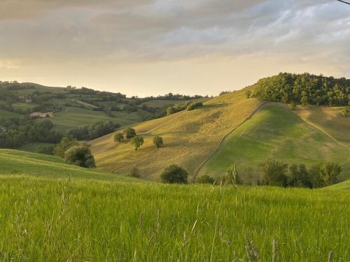 a green hillside with green grass and trees on it at B&B Le Scintille in San Ginesio