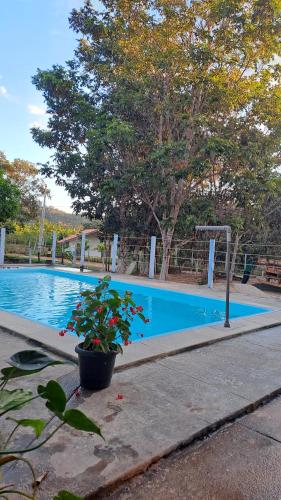 uma planta em vasos sentada ao lado de uma piscina em Chácara Liberdade em Pirenópolis