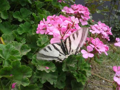 a butterfly is sitting on a pink flower at Rose Apart in Sarigerme