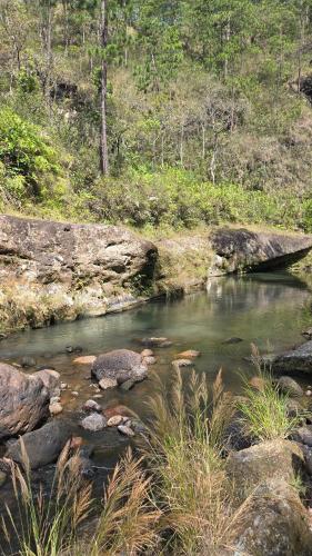 a bird standing in the water in a creek at Stay with a hot tub on a coffee farm in Siguatepeque