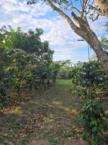a dirt road in a field with trees at Stay with a hot tub on a coffee farm in Siguatepeque