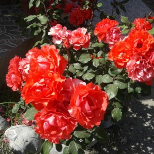 a bunch of red flowers in a pot at Rose Apart in Sarigerme