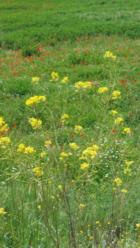 a field of yellow flowers in a field of grass at Cal Mitger in Viñaixa