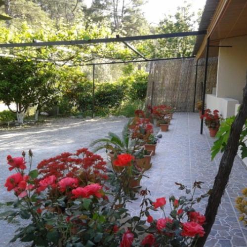 a row of red flowers in pots on a sidewalk at Rose Apart in Sarigerme