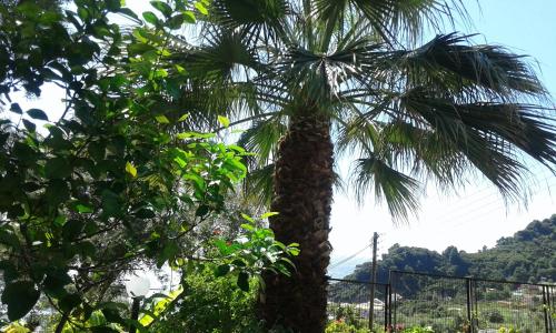 a palm tree in front of a fence at Akis Apartments Kontogialos-Pelekas in Pelekas