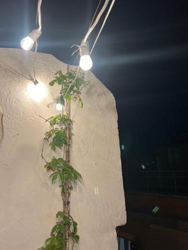 a plant on a wall with lights on it at Porto Antico in Bari