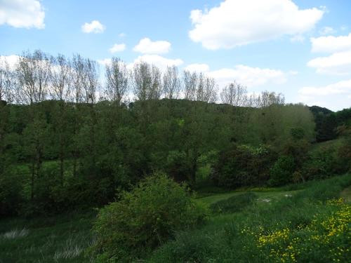 a grassy hill with trees and bushes in a field at Au Temps de Pierre - Gîte avec Bain Nordique in Gesves