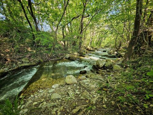 a stream in a forest with rocks and trees at mobile house on a herbs farm in Ajdovščina