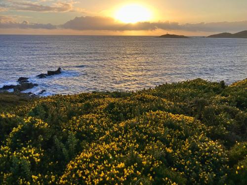 a sunset over the ocean with a field of flowers at Serendipity in Kirkcudbright