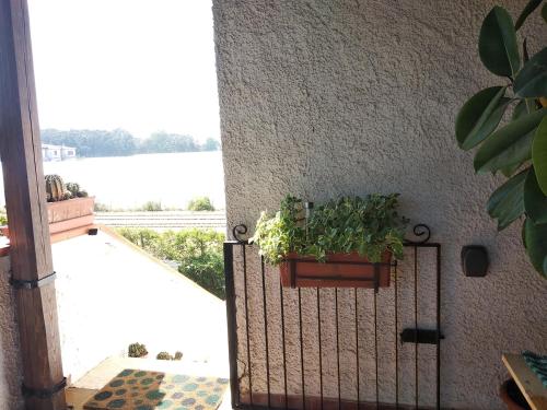 a plant in a pot on the side of a wall at Alimede al Circeo in Borgo Montenero