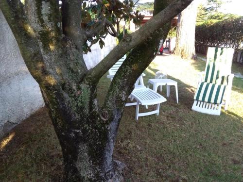two white chairs sitting next to a tree at Alimede al Circeo in Borgo Montenero