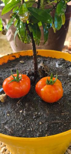 two tomatoes sitting on top of a plant in a yellow bowl at Tuquil-HA in Ladyville