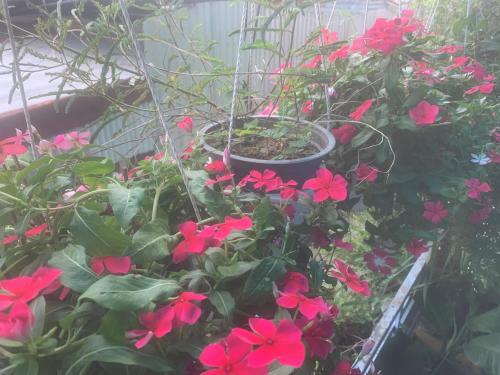 a pot filled with red flowers in a garden at Room4 Double-Bed Private Bath in Ho Chi Minh City