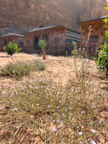 a house in the middle of a field with plants at Wadi rum camp hamod in Wadi Rum