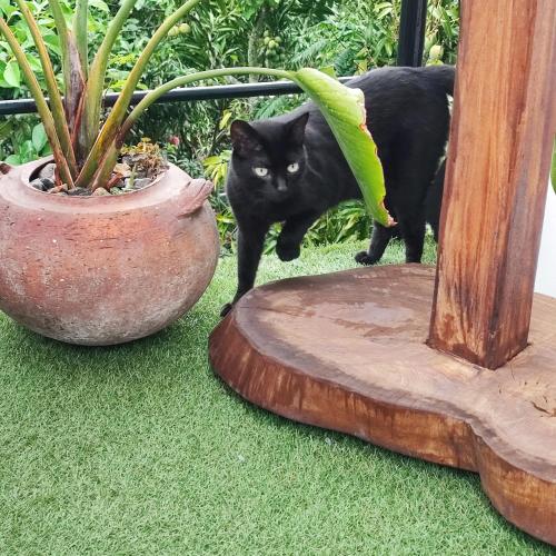 Mascotas con sus dueños en Glamping Entre Rocas Tena