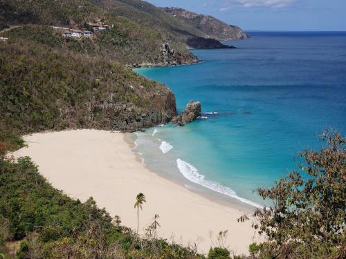 a beach with a palm tree next to the ocean at House of Rogues in Tortola Island