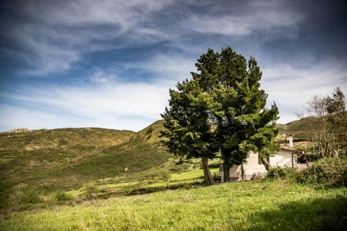 a tree in the middle of a field with a house at Mountain Retreat With View Of Aeolian Islands in San Marco dʼAlunzio