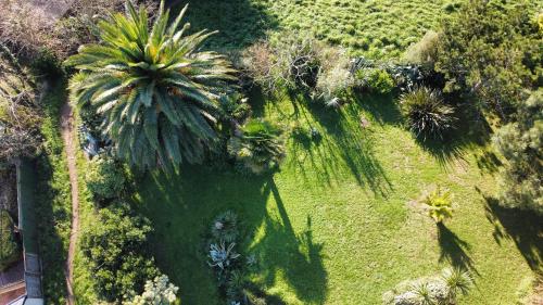 - une vue sur le jardin planté de palmiers dans l'établissement VILLA TY EDEN - standing- dans JARDIN EXOTIQUE privé, PLAGE à 200m, à Clohars-Carnoët