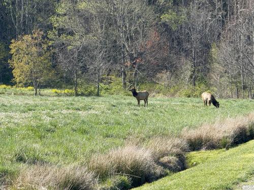 Billede fra billedgalleriet på Sleepy Bear Cabin-Watch the Sunset, Dogs welcome with Pet Rate i Maggie Valley