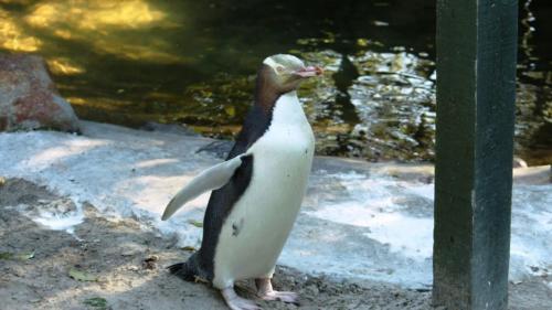 Tiere im Ferienhaus oder in der Nähe