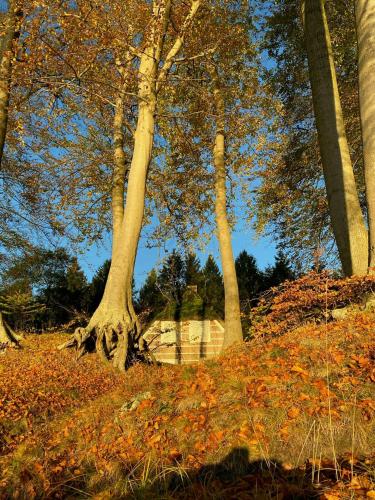 a group of trees with leaves on the ground at Historic House By The Baltic Sea On Falster in Nykøbing Falster