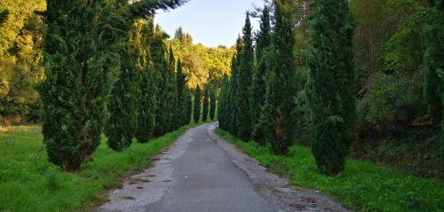a dirt road with trees on either side of it at Agriturismo Cascina Cipressa in San Romano