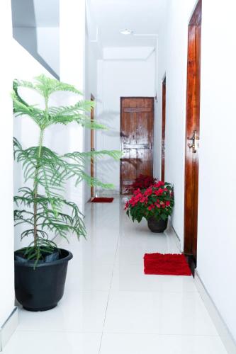a hallway with two potted plants and a red rug at Flower Top Ella in Ella