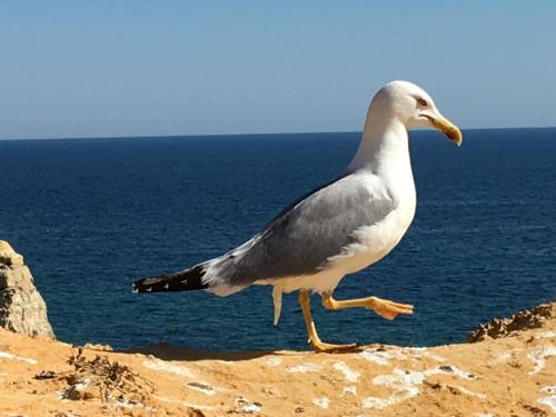 a seagull walking on the sand near the ocean at The Birds Nest in Alvor