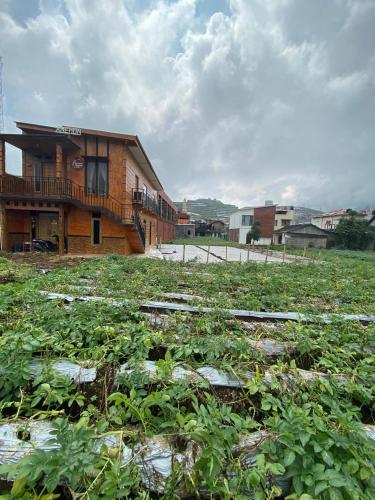a field of plants in front of a building at anemon dieng in Dieng