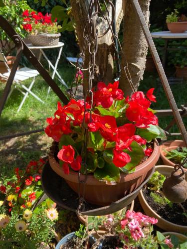 a pot of red flowers hanging from a tree at Tuscany Location in Marta