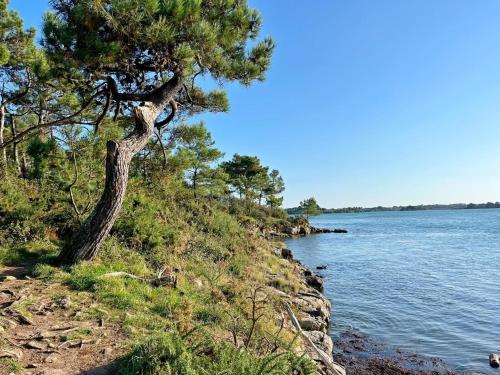 a tree on the side of a body of water at Ty bara in Sainte-Hélène