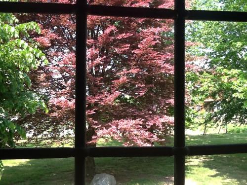 a window view of a tree with pink flowers at B&B Cascina Baraggione in Granozzo con Monticello