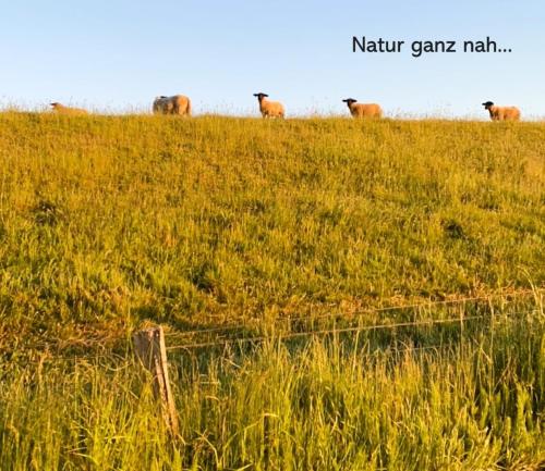 a group of animals standing on top of a grassy hill at Neustein 07 in Stein