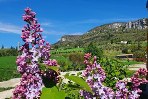 a bunch of purple flowers with a mountain in the background at Gîte des Falaises 10 à 12 personnes in Souspierre