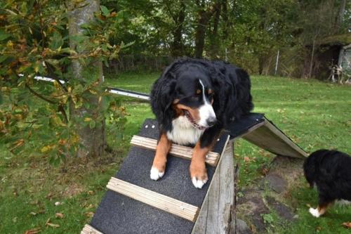 a black and brown dog sitting on a skateboard at Ferienwohnung Windhund in Dornum