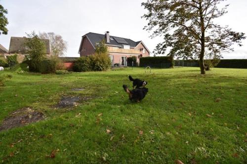 a dog running in the grass in a yard at Ferienwohnung Windhund in Dornum