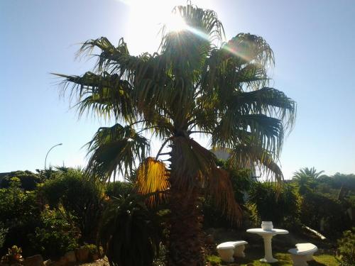 a palm tree with the sun behind it at Dolphin View Guesthouse in Jeffreys Bay