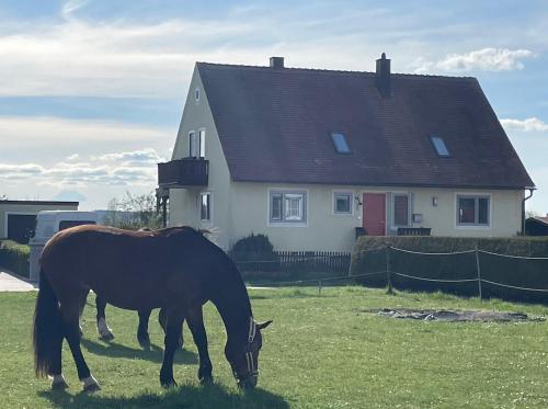 two horses grazing in a field in front of a house at Ferienwohnung Storchenwiese im Fränkischen Seenland in Herrieden