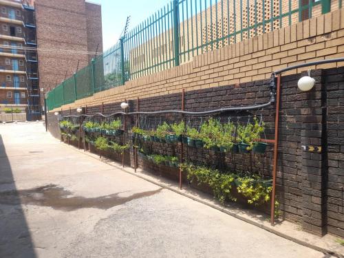 a row of plotted plants on a brick wall at Silent Night Guest House Sunnyside Pretoria in Pretoria