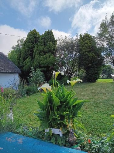Zahrada ubytování Aisling Cottage