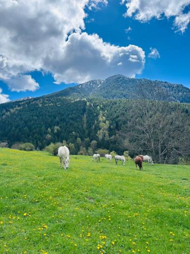 a herd of animals grazing in a field of grass at Hotel Valls Valira in Os de Civís