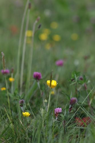 a group of flowers in a field of grass at Long Meadow Shepherd Hut - Brecon Beacons, LD3 7TD in Tal-y-llyn