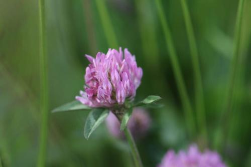 a close up of a pink flower in a field at Long Meadow Shepherd Hut - Brecon Beacons, LD3 7TD in Tal-y-llyn