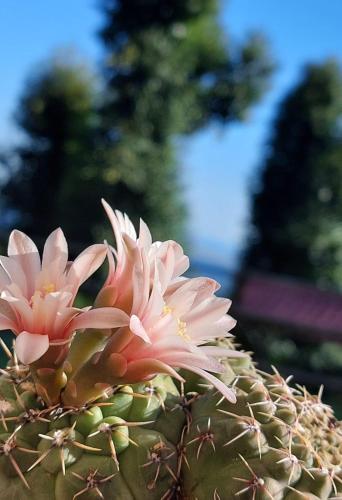 a cactus with pink flowers on top of it at Casa Viva B&B in Trivero